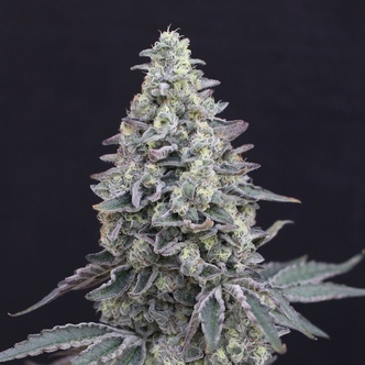 Georgia Cream Auto (Exotic Seed) feminized