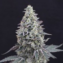 Georgia Cream Auto (Exotic Seed) Feminized