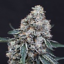 Quick Wash (Exotic Seed) Feminized