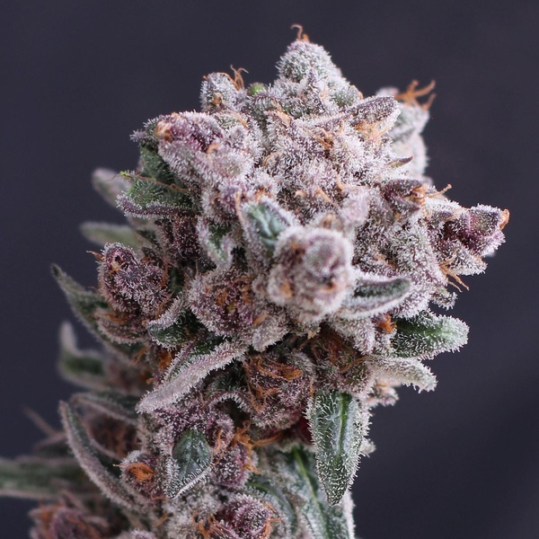 Tangie Smasher Auto (Exotic Seed) Feminized