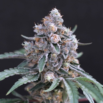 Turbo Junky (Exotic Seed) Feminized