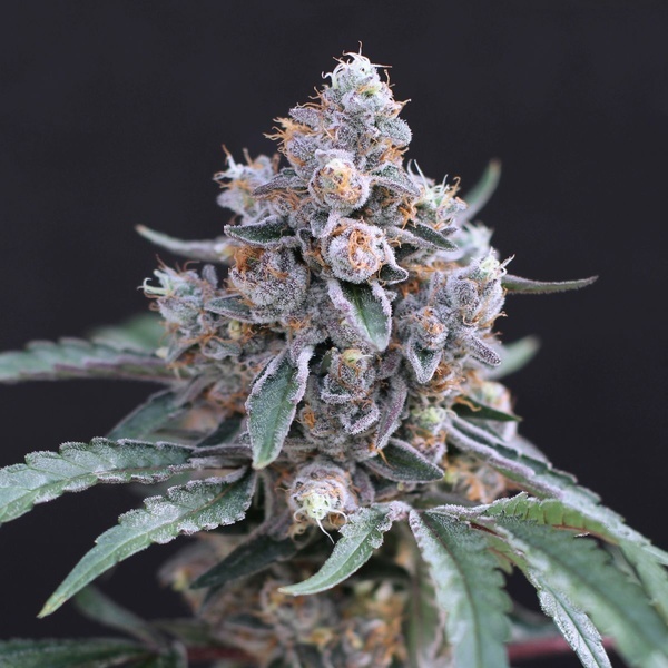 Turbo Junky (Exotic Seed) Feminized