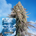 Blue Dream Fast Version (Zamnesia Seeds) Feminized