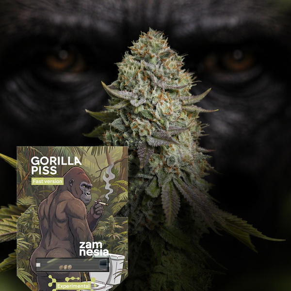 Gorilla Piss Fast Version (Zamnesia Seeds) Feminized