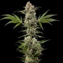 Banana Runtz F1 (Barney's Farm) feminized