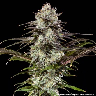 London Pound Cake F1 (Barney's Farm) feminized