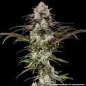 London Pound Cake F1 (Barney's Farm) feminized