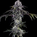 Durban Z F1 (Barney's Farm) feminized