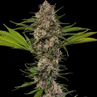 MAC 1 F1 (Barney's Farm) feminized
