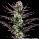 Thin Mint Frosting F1 (Barney's Farm) Feminized