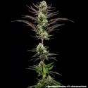 Thin Mint Frosting F1 (Barney's Farm) Feminized