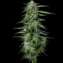 Blueberry Honey (Humboldt Seed Company) Feminized