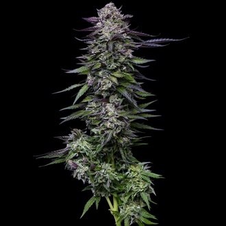 Candy Hustle (Humboldt Seed Company) Feminized