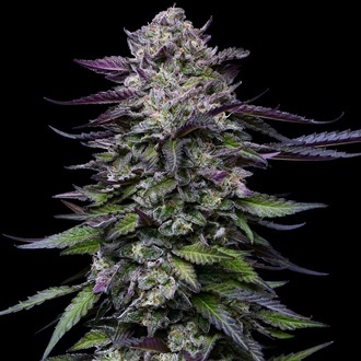 Candy Hustle (Humboldt Seed Company) Feminized