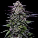 Candy Hustle (Humboldt Seed Company) Feminized