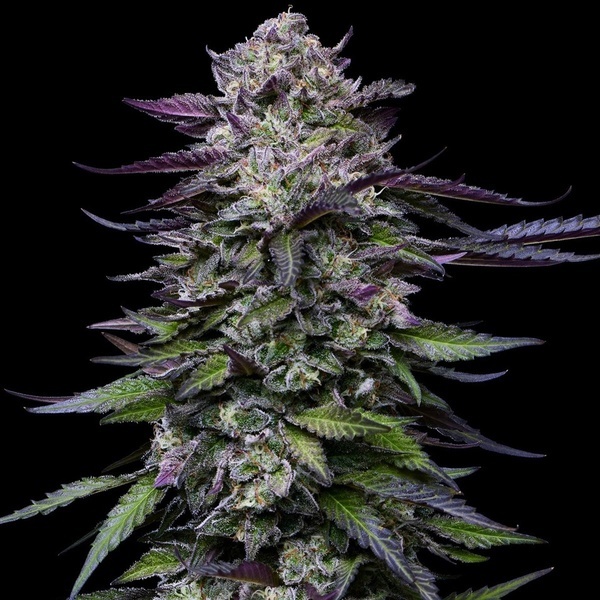 Candy Hustle (Humboldt Seed Company) Feminized