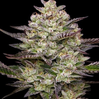 Puff Pastry (Humboldt Seed Company) Feminized