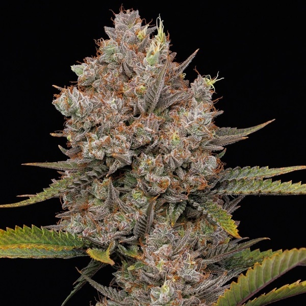 Hella Jelly Autoflower (Humboldt Seed Company) Feminized