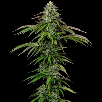 Garlic Budder Autoflower (Humboldt Seed Company) feminized