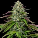 Garlic Budder Autoflower (Humboldt Seed Company) Feminized