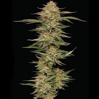 Orange Creampop (Humboldt Seed Company) Feminized