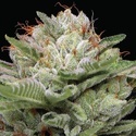 Durban Poison Auto (Humboldt Seed Company) Feminized