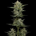 Vanilla Latte Autoflower (Humboldt Seed Company) Feminized
