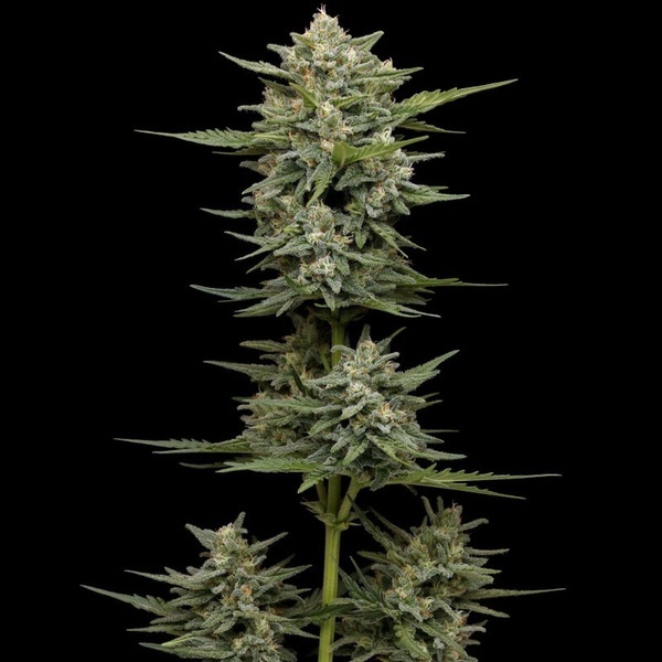Vanilla Latte Autoflower (Humboldt Seed Company) Feminized