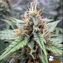 Drizl Pickl Autoflower (Seedstockers) Feminized