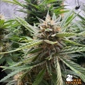 Fishy Zoap Autoflower (Seedstockers) Feminized