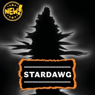 Stardawg Autoflower (Seedstockers) Feminized