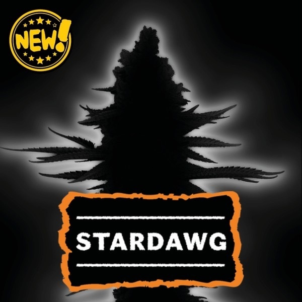 Stardawg (Seedstockers) Feminized