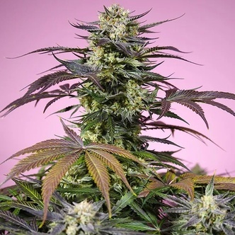 Gelonade (Sweet Seeds) Feminized