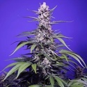 Delicious & Resinous Mix Auto (Sweet Seeds) Feminized
