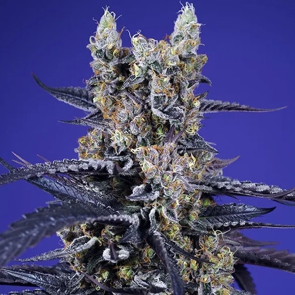 Delicious & Resinous Mix Auto (Sweet Seeds) Feminized