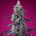 American Pie Mix (Sweet Seeds) Feminized