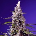American Pie Mix (Sweet Seeds) Feminized