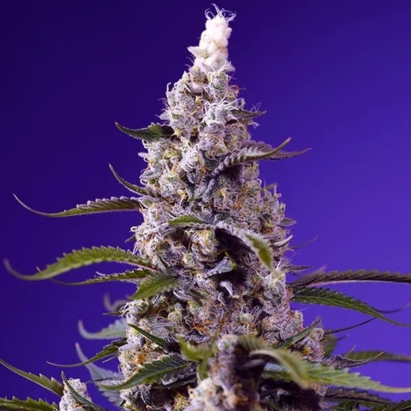 American Pie Mix (Sweet Seeds) Feminized