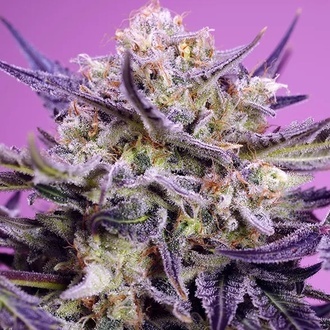 Terp Explosion Mix (Sweet Seeds) Feminized