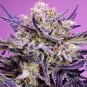 Terp Explosion Mix (Sweet Seeds) Feminized