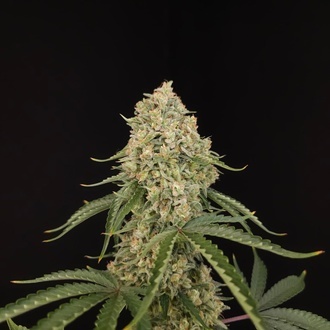 Tropical Fruit Cake (Paradise Seeds) Feminized