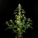 Tropical Fruit Cake (Paradise Seeds) Feminized