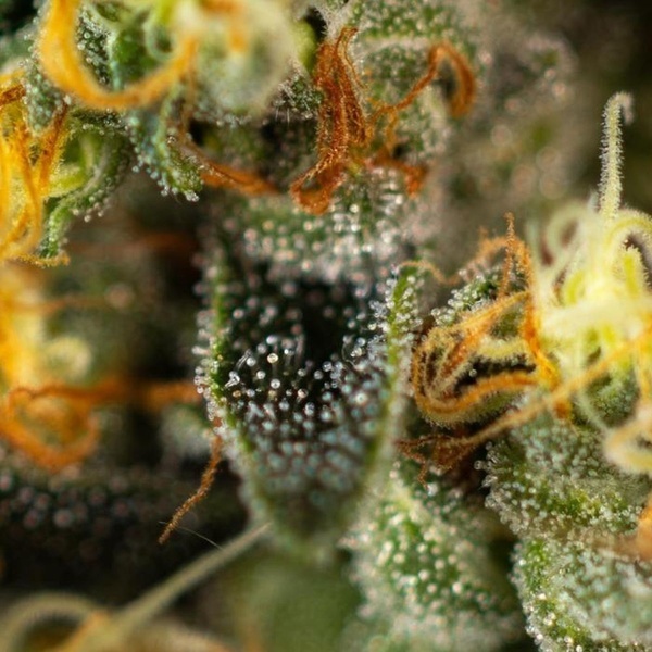 Tropical Fruit Cake (Paradise Seeds) Feminized