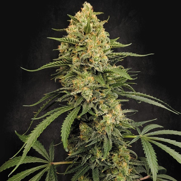 Zesty Bliss (Paradise Seeds) Feminized