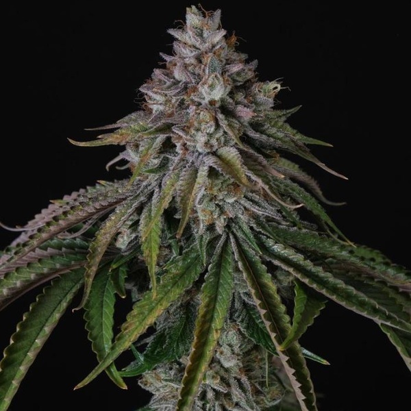 Velvet Mist (Paradise Seeds) Feminized