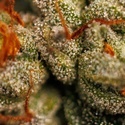Velvet Mist (Paradise Seeds) Feminized