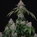 Velvet Mist (Paradise Seeds) Feminized