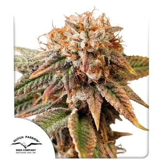 Auto Kingston Punch (Dutch Passion) feminized