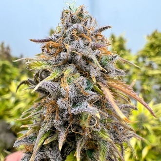Auto Kingston Punch (Dutch Passion) Feminized