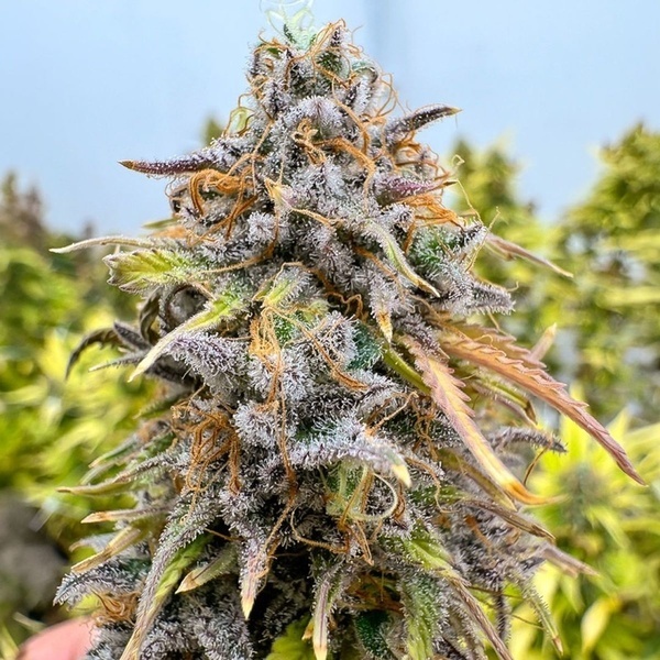 Auto Kingston Punch (Dutch Passion) Feminized